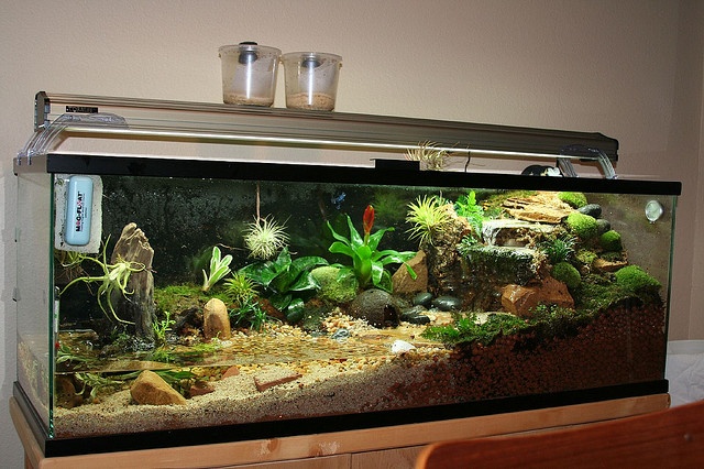 an aquarium filled with plants and rocks on top of a wooden table next to a chair