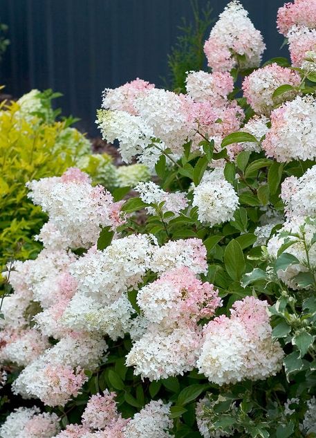 pink and white flowers are blooming in the garden