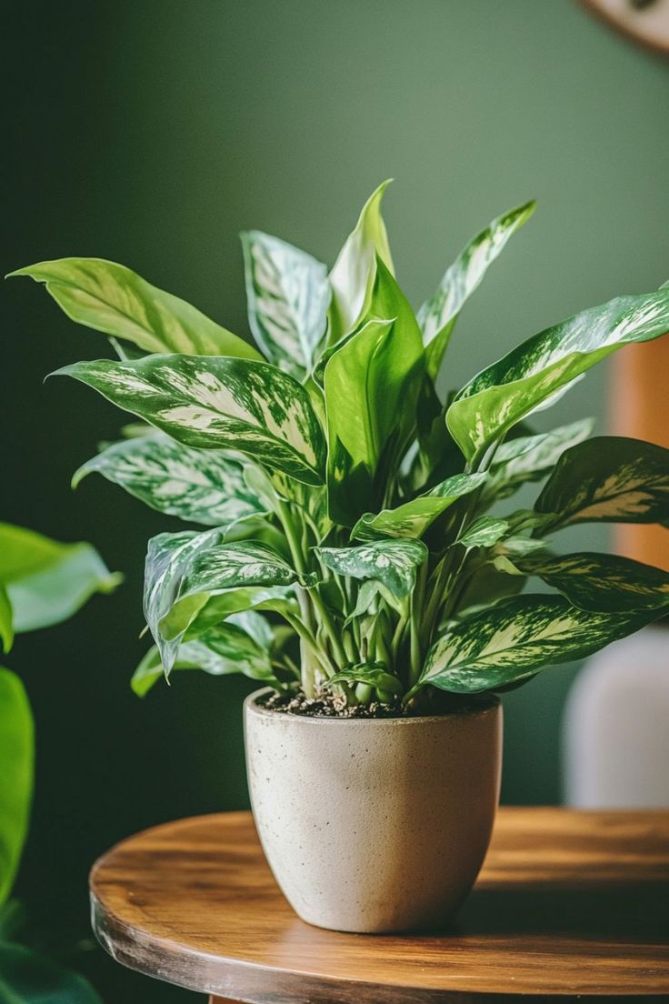 a potted plant sitting on top of a wooden table