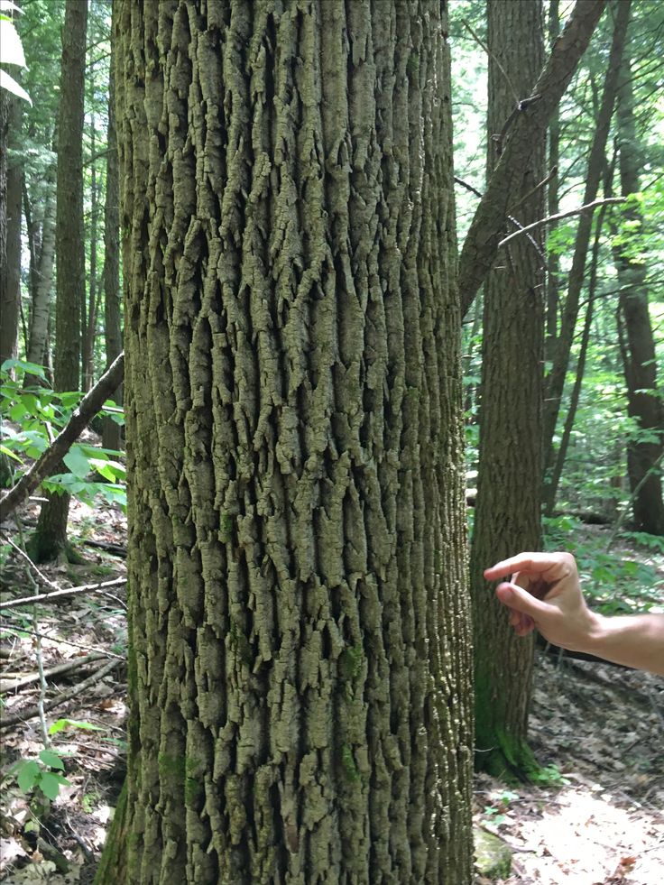 a person points at the bark on a tree that has been grafiled by lichen