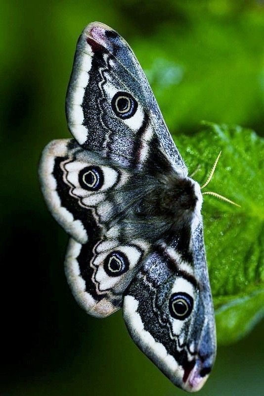 two black and white butterflies on a green leaf