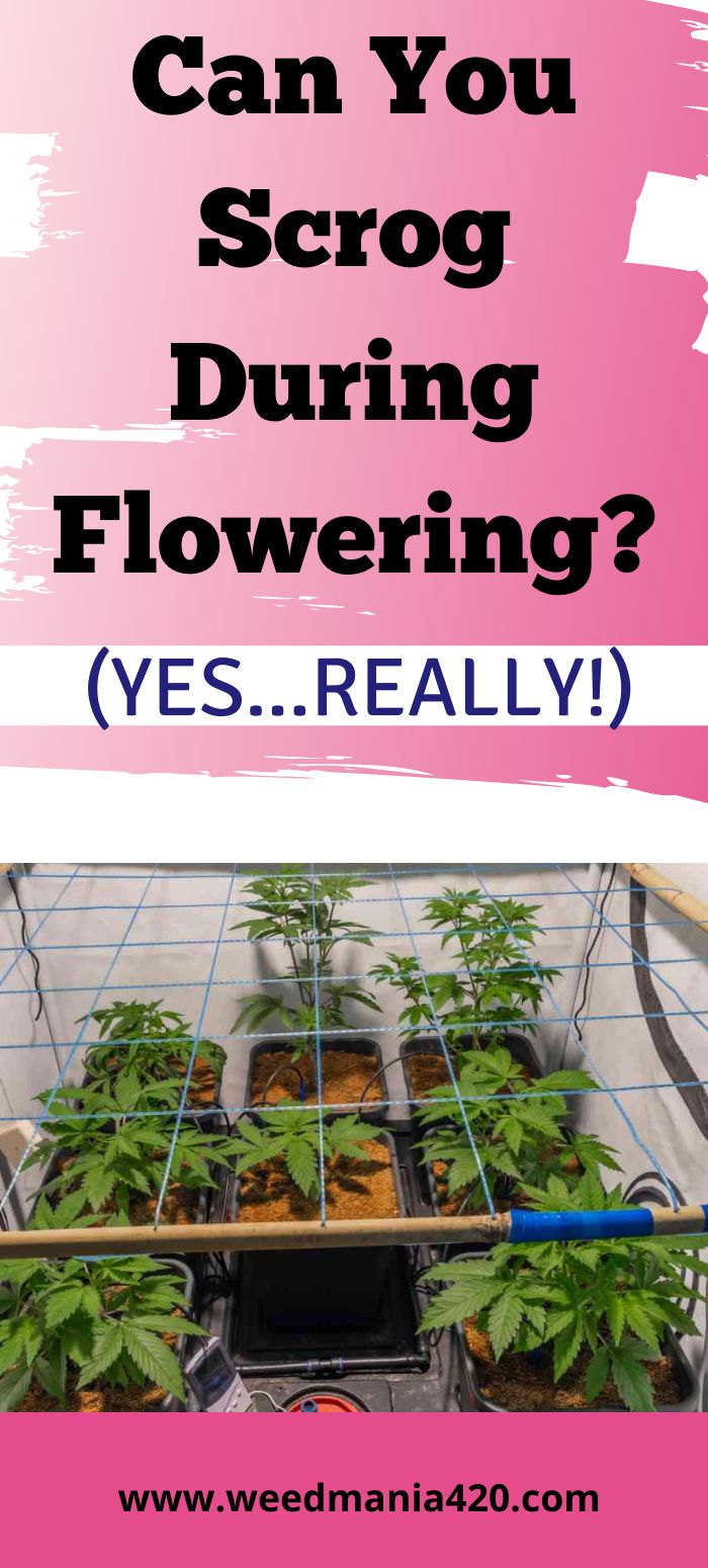 a greenhouse filled with plants and text that reads can you scrog during flowering? yes really