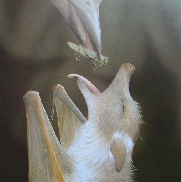 a drawing of a bat with it's mouth open and its wings spread out