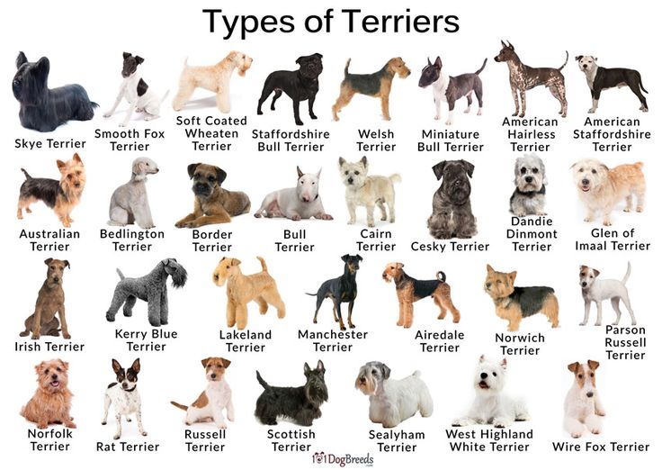 the different types of terriers are shown in this chart with their names and colors