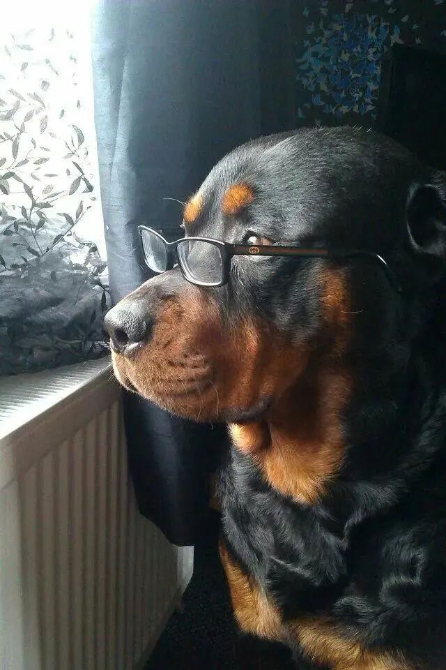 a black and brown dog wearing glasses sitting on a chair next to a radiator