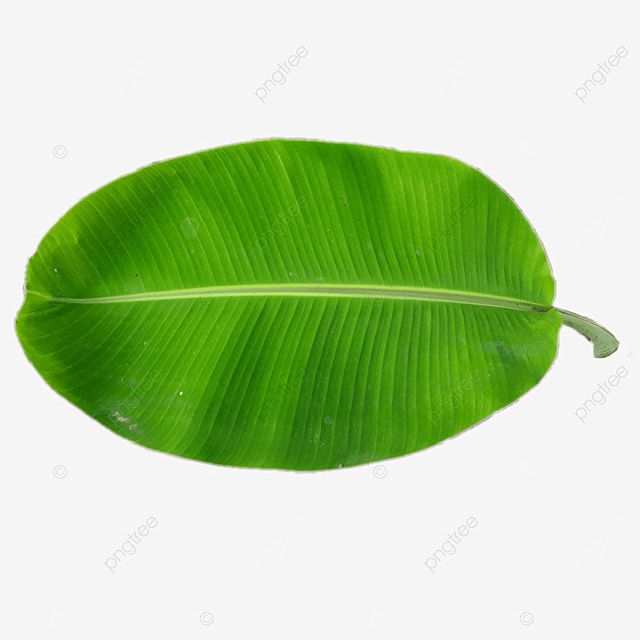 a green leaf on a white background with clipping area for text or an image