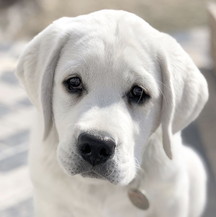 Our sweet boy Maximus, an English White Labrador - adorable and so so smart. White Labrador Puppy, Miniature Labrador, English Lab Puppies, White Lab Puppies, Labrador Puppies For Sale, English Labrador, White Labrador, Labrador Puppies, Cute Puppies And Kittens