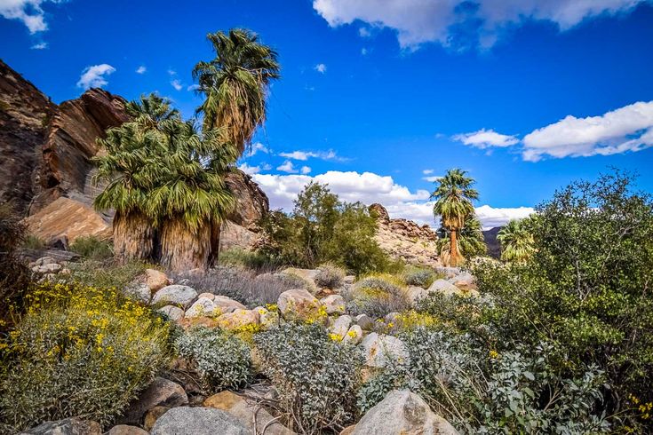 palm trees and rocks in the desert under a blue sky