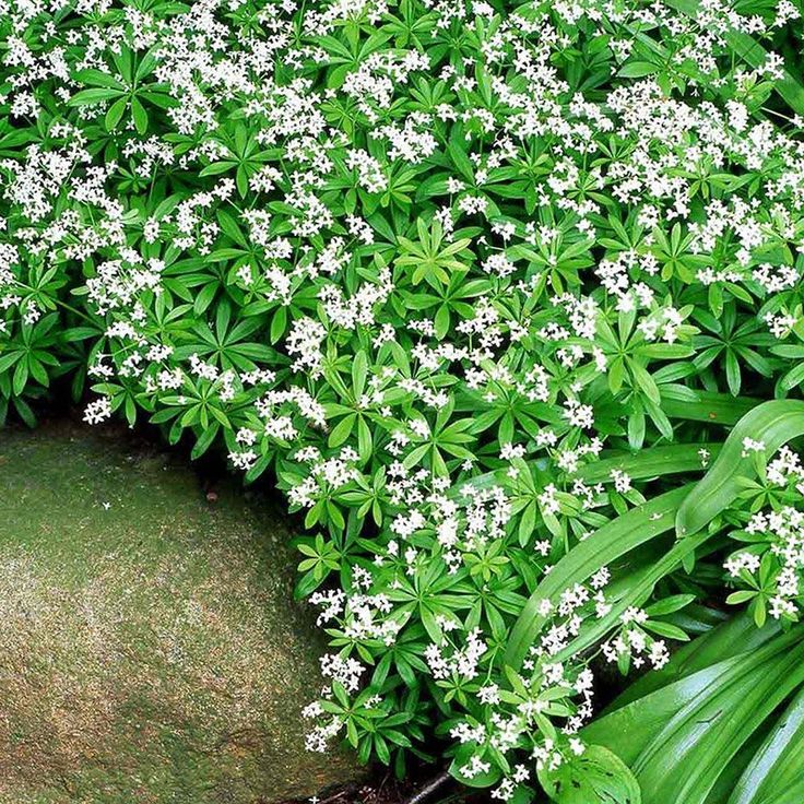 the white flowers are blooming on the green plants in the garden, and it's hard to tell what kind of flower they are