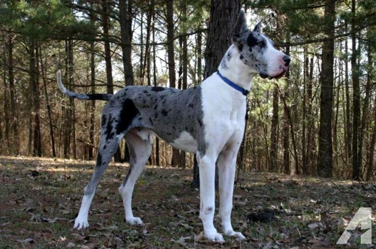 a dog standing next to a tree in the woods