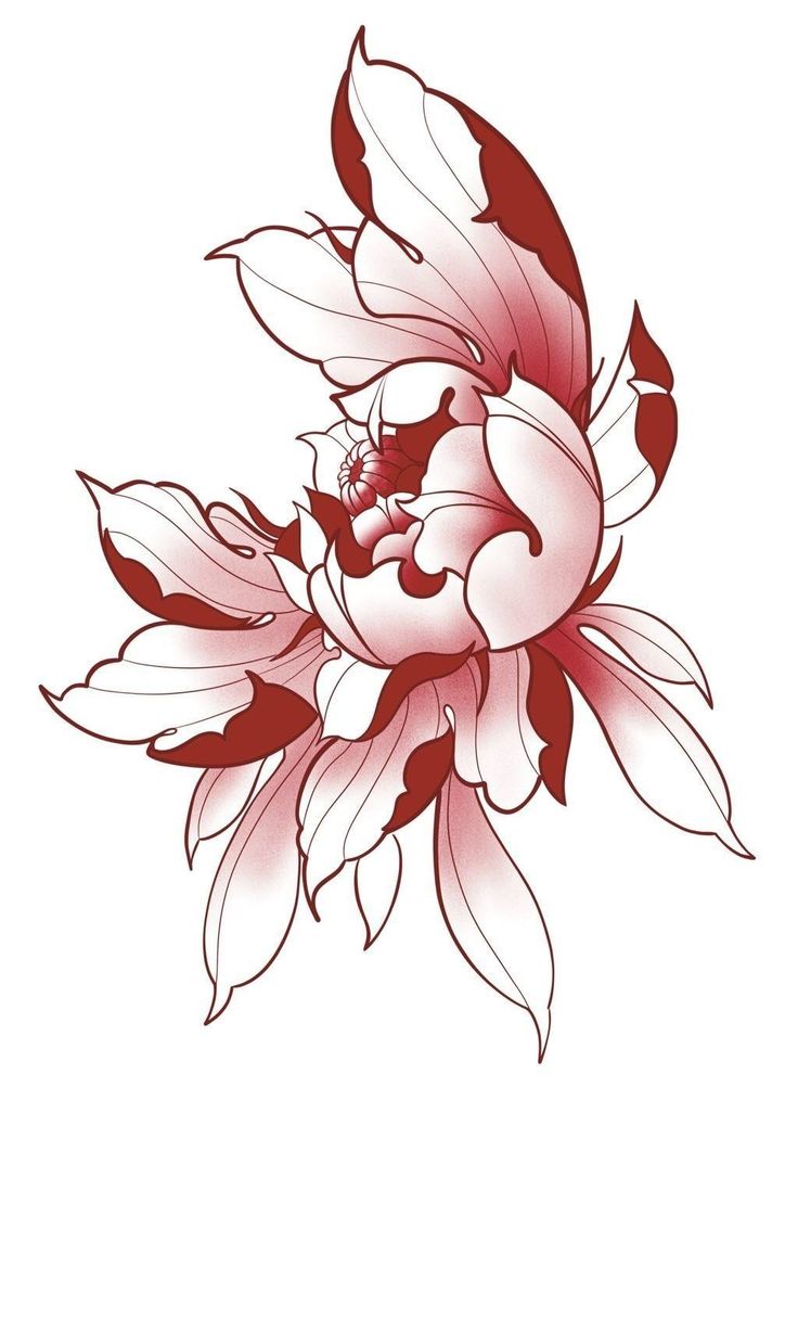 a flower with red and white petals is shown on a white background, as well as the