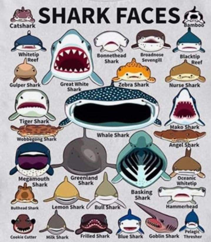 a poster with different types of shark faces