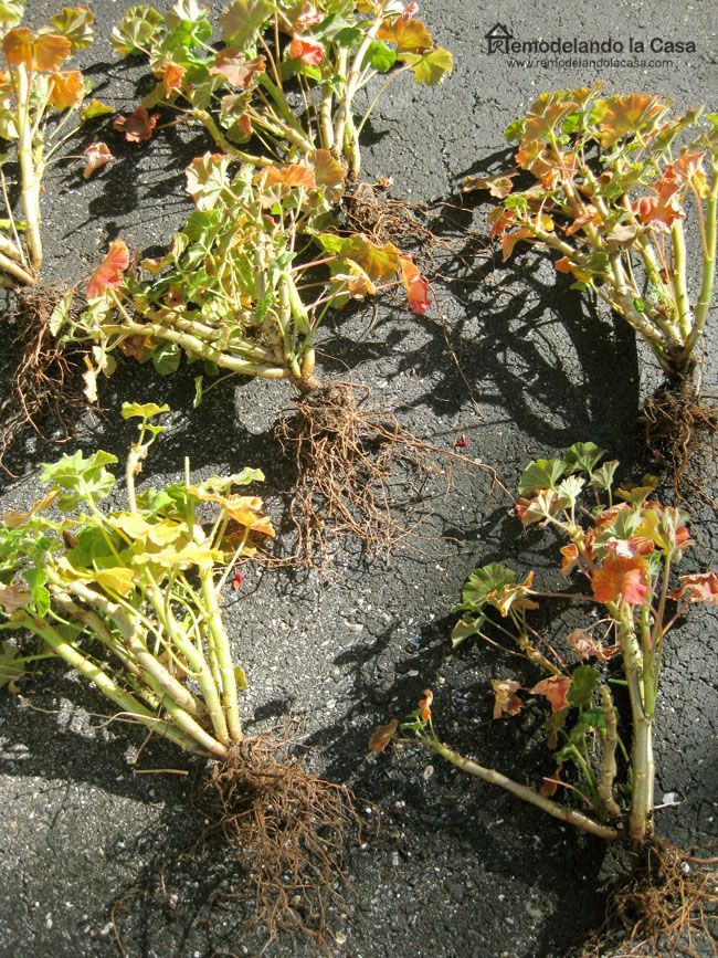 some plants that are growing out of the ground in the dirt and on the pavement