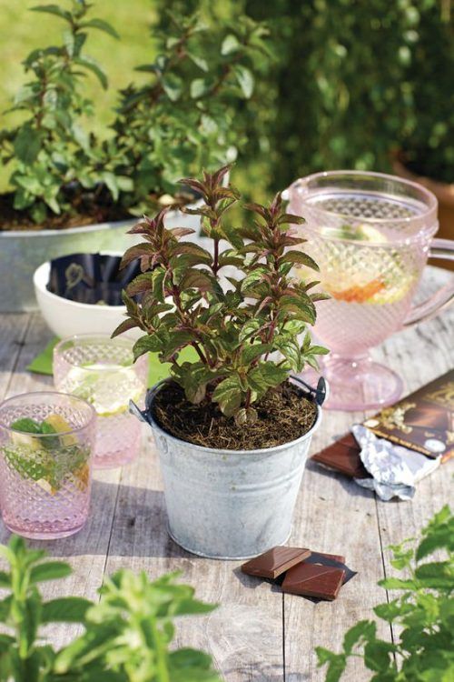 a potted plant sitting on top of a wooden table next to other pots filled with plants