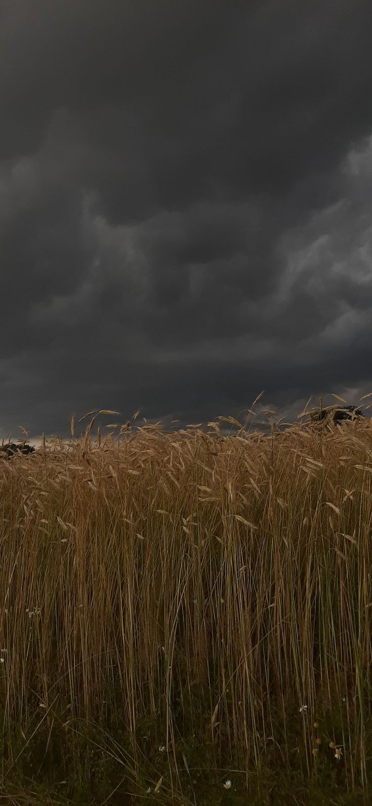 sky right before the storm in the countryside, dark clouds, cereal Dark Nature, Stormy Weather, Dark Sky, Cloudy Sky, Storm Clouds, Nature Aesthetic, My Aesthetic, Sheep, I Hope