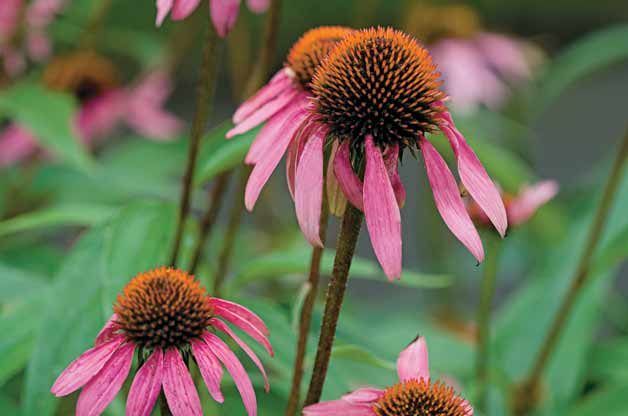 pink flowers with yellow centers in the middle and green leaves on the other side,