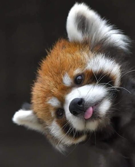 a red panda bear sticking its tongue out