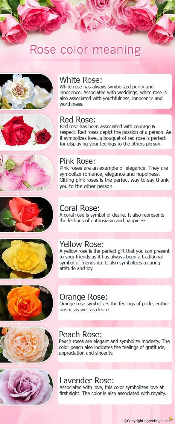 a pink poster with roses on it and the words rose color meaning in different languages