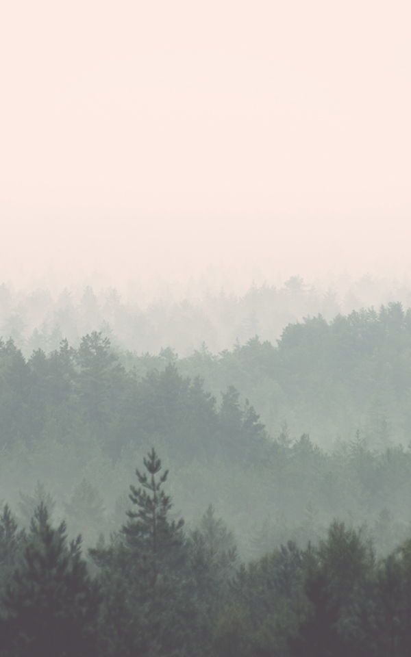 a foggy forest filled with lots of trees