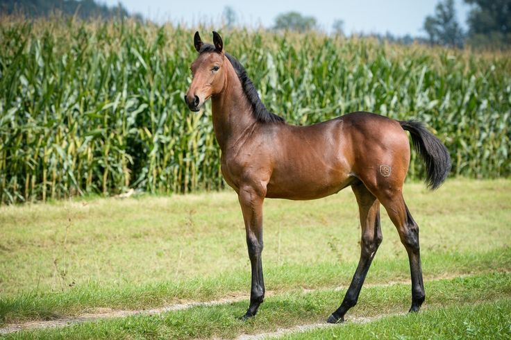 a brown horse standing on top of a lush green field next to a cornfield