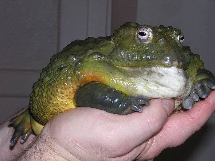 a green frog sitting on top of a person's hand