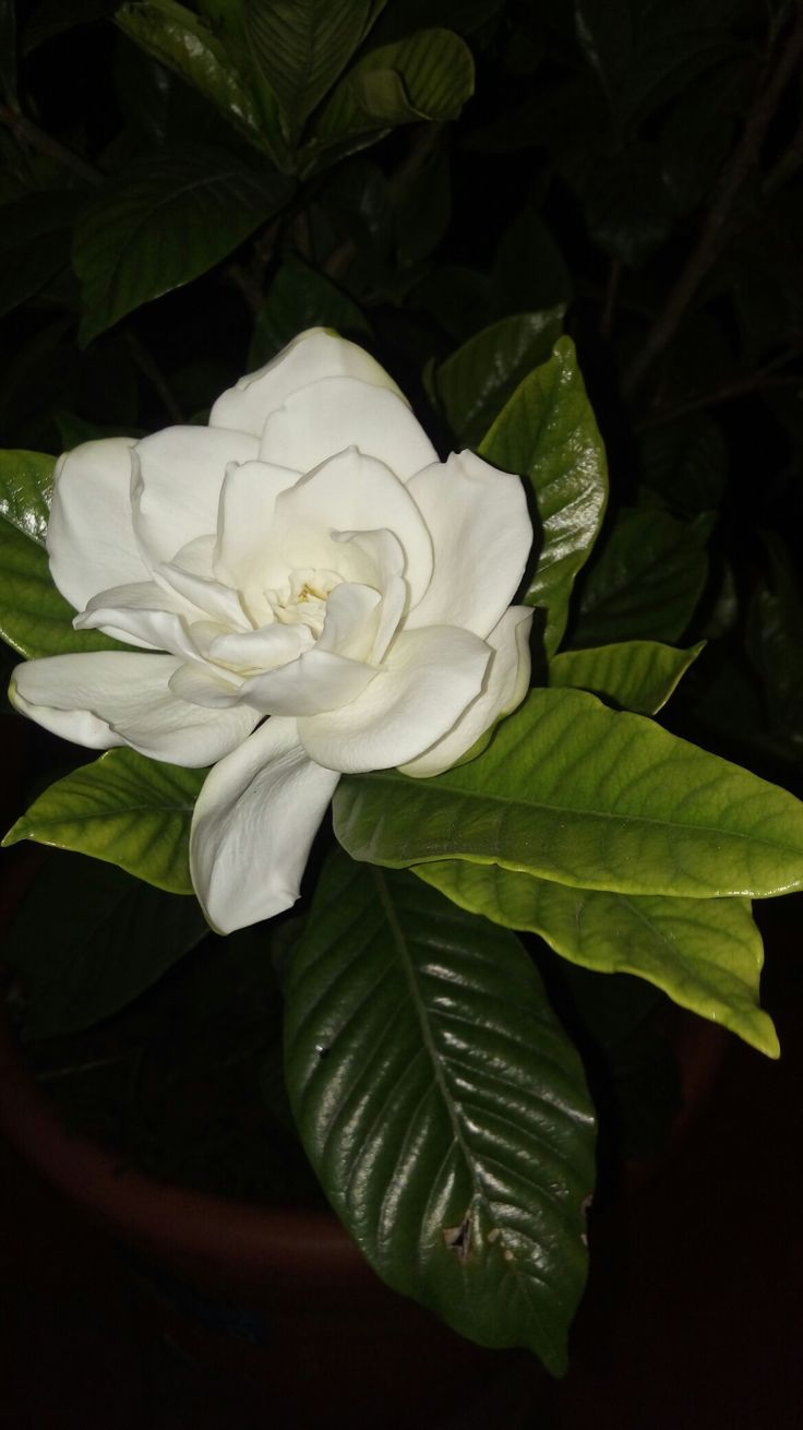 a white flower with green leaves in a pot