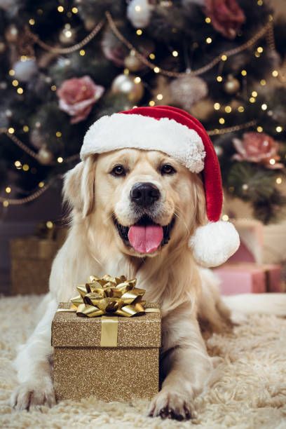 a golden retriever dog wearing a santa hat and holding a gift box in front of a christmas tree