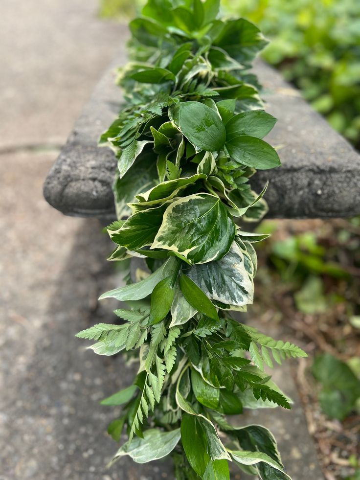 some green leaves are growing on a bench