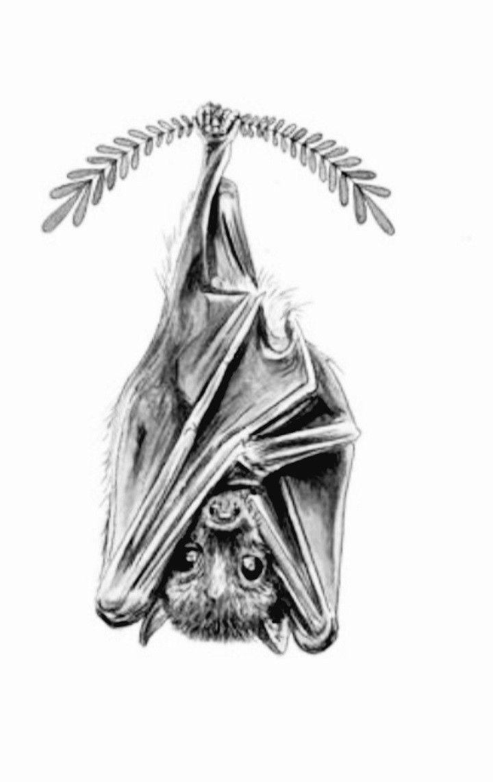 a drawing of a bat hanging upside down