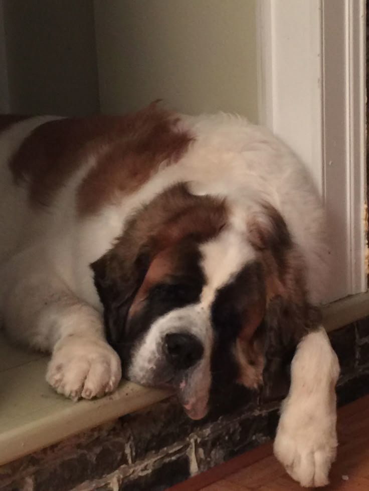 a brown and white dog laying on top of a wooden floor next to a brick wall