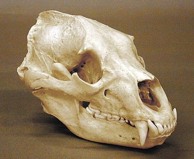 an animal's skull is shown with its teeth still attached to the head and jaw