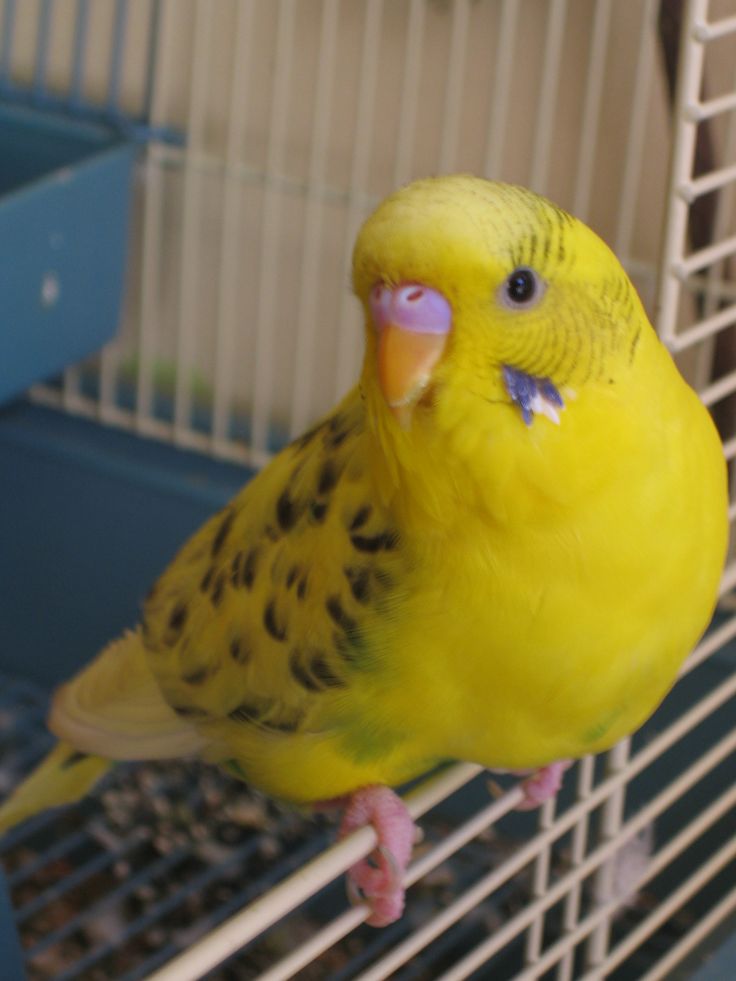 a yellow parakeet sitting on top of a cage