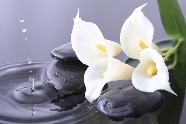 two white flowers sitting on top of black rocks in water with green leafy background