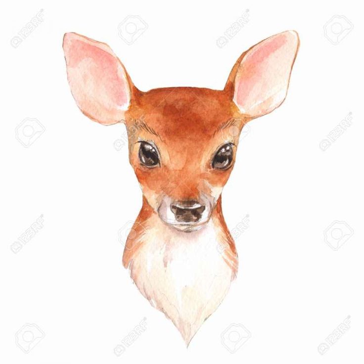 a watercolor painting of a deer's head with big ears royalty - free stock photo