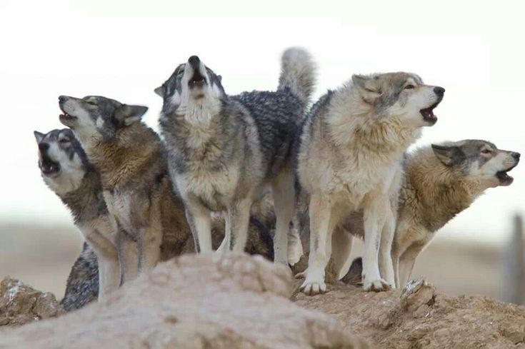 five wolfs are standing on top of a rock