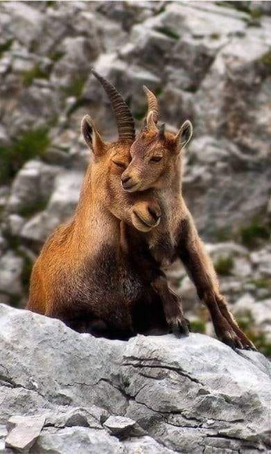 two goats standing on top of a rocky hill side with their heads touching each other