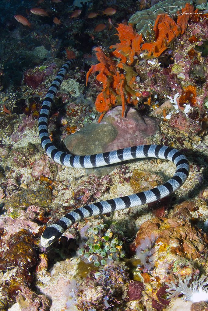 a black and white striped snake on the ocean floor