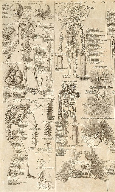 an old book with various medical diagrams on the pages, including trees and other things