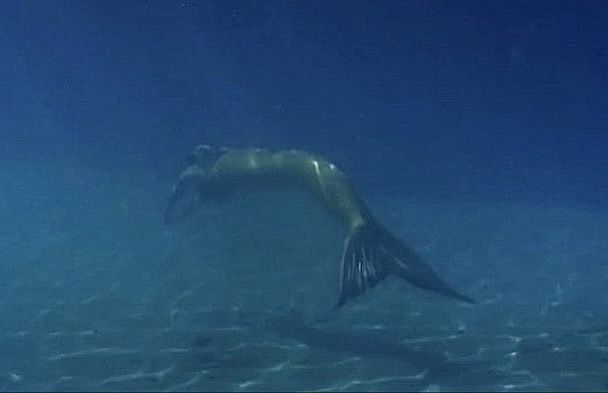 a large fish swimming in the ocean