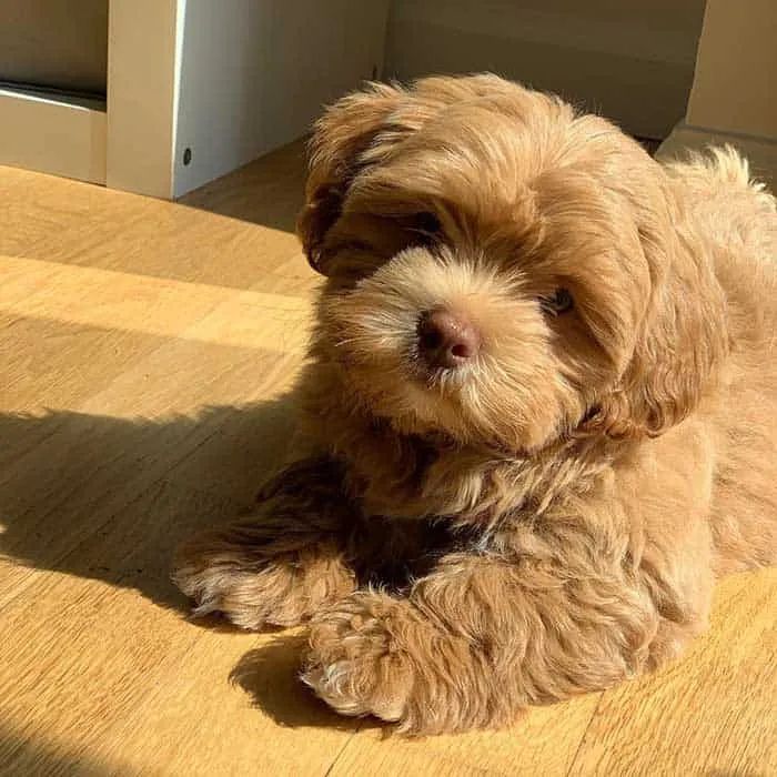 a small brown dog laying on top of a wooden floor