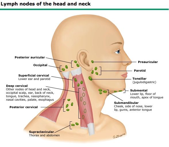 Muscles Of Facial Expression, Muscle Diagram, Sternocleidomastoid Muscle, Lymph Drainage Massage, Lymph Glands, Lymph Massage, Lymph System, Lymph Drainage, Muscle Anatomy