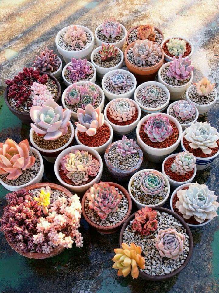 there are many different types of succulents in the pots