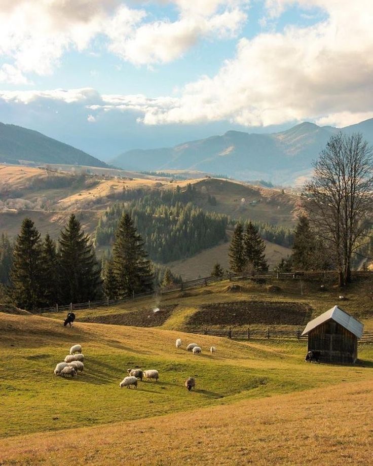 sheep graze in a field with mountains in the background