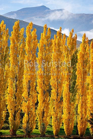 trees with yellow leaves in front of mountains