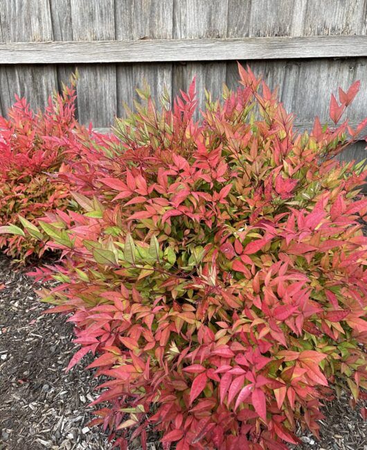 red and green plants in front of a wooden fence with gravel on the ground next to it