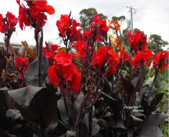 red flowers are blooming in the garden