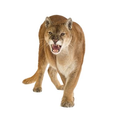 a mountain lion walking across a white background