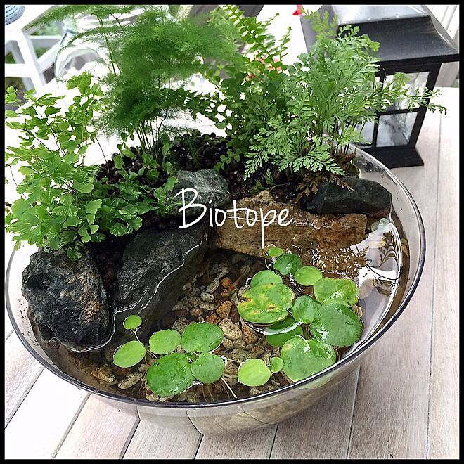 a bowl filled with water and plants on top of a wooden table