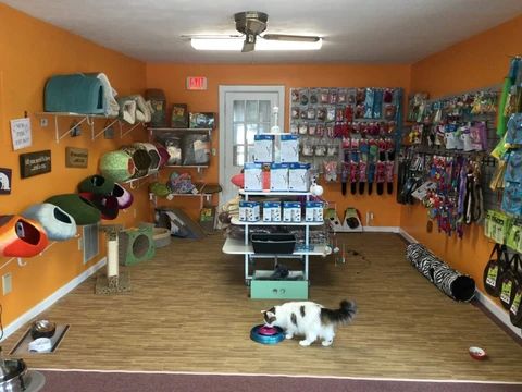 a dog is standing in the middle of a room with many items on the wall