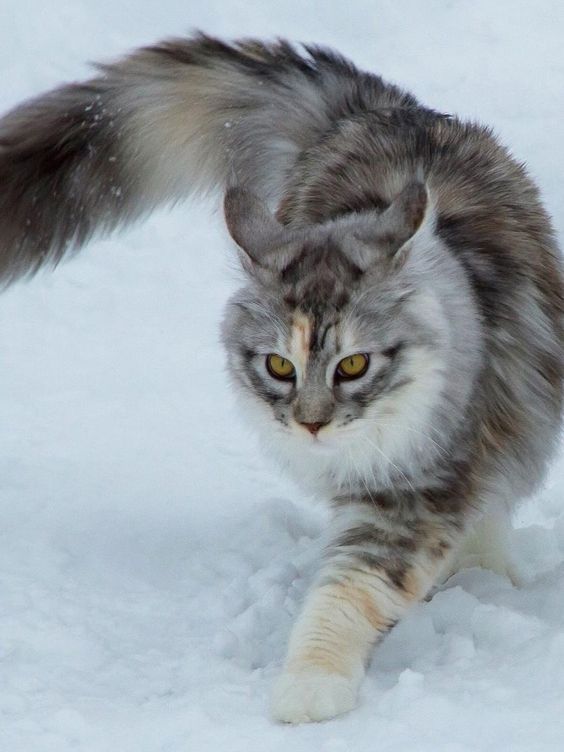 a grey and white cat running in the snow with it's front paws out